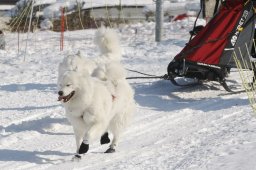 Lenk 2012 SM